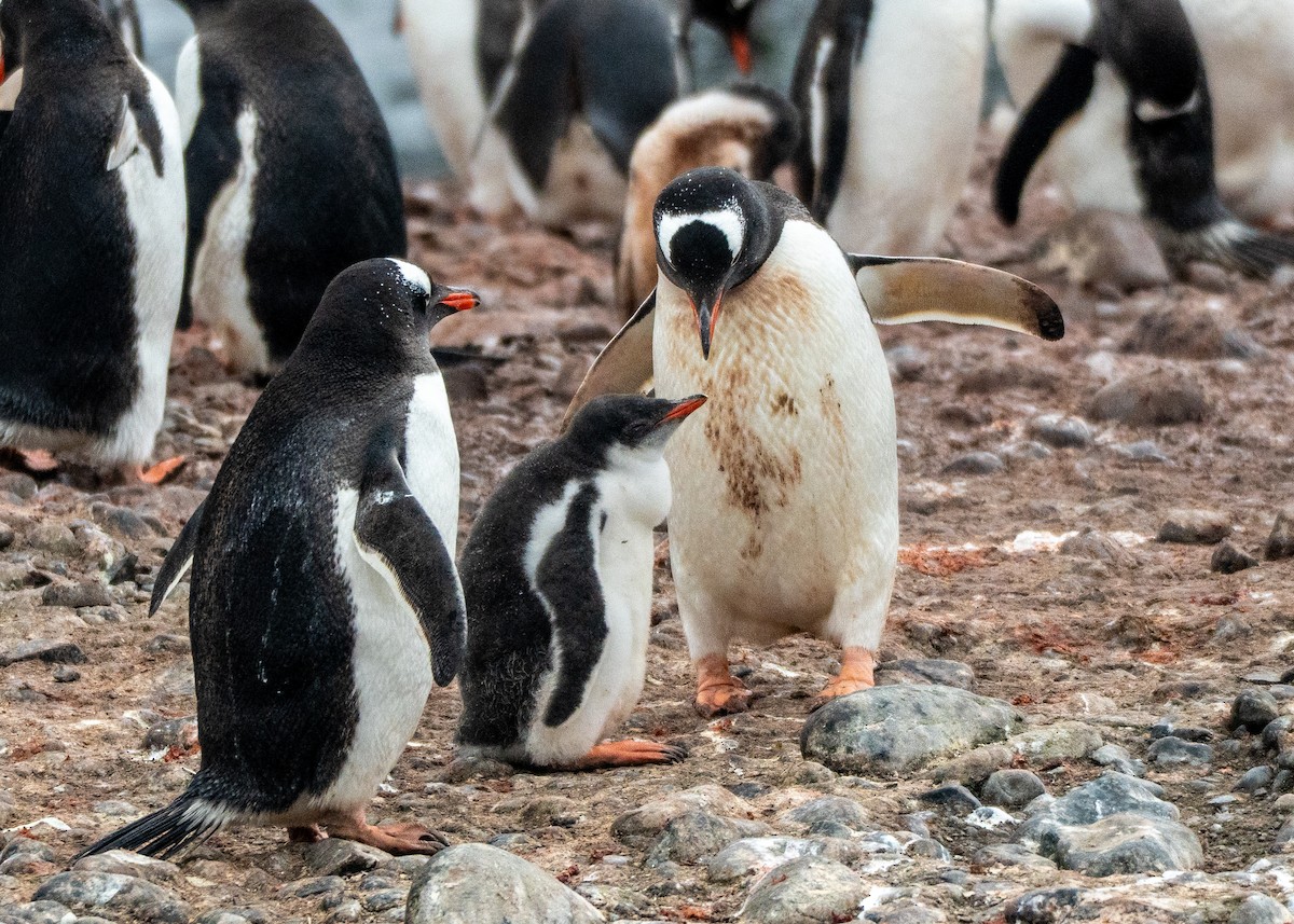 Gentoo Penguin - ML649006444