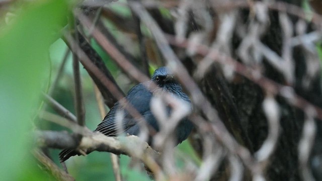 Blauspottdrossel - ML649006466