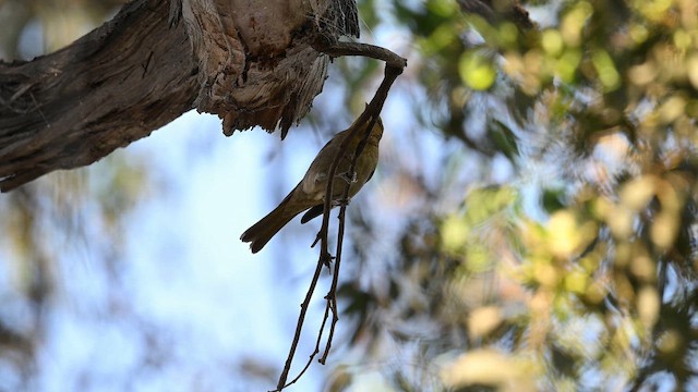 Schwarzmanteltrupial - ML649006485