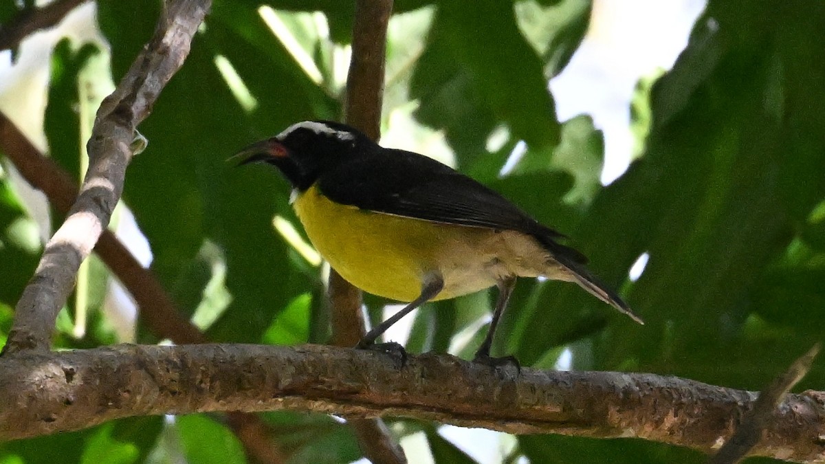 マミジロミツドリ - ML649006557