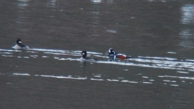 Kragenente - ML649006606