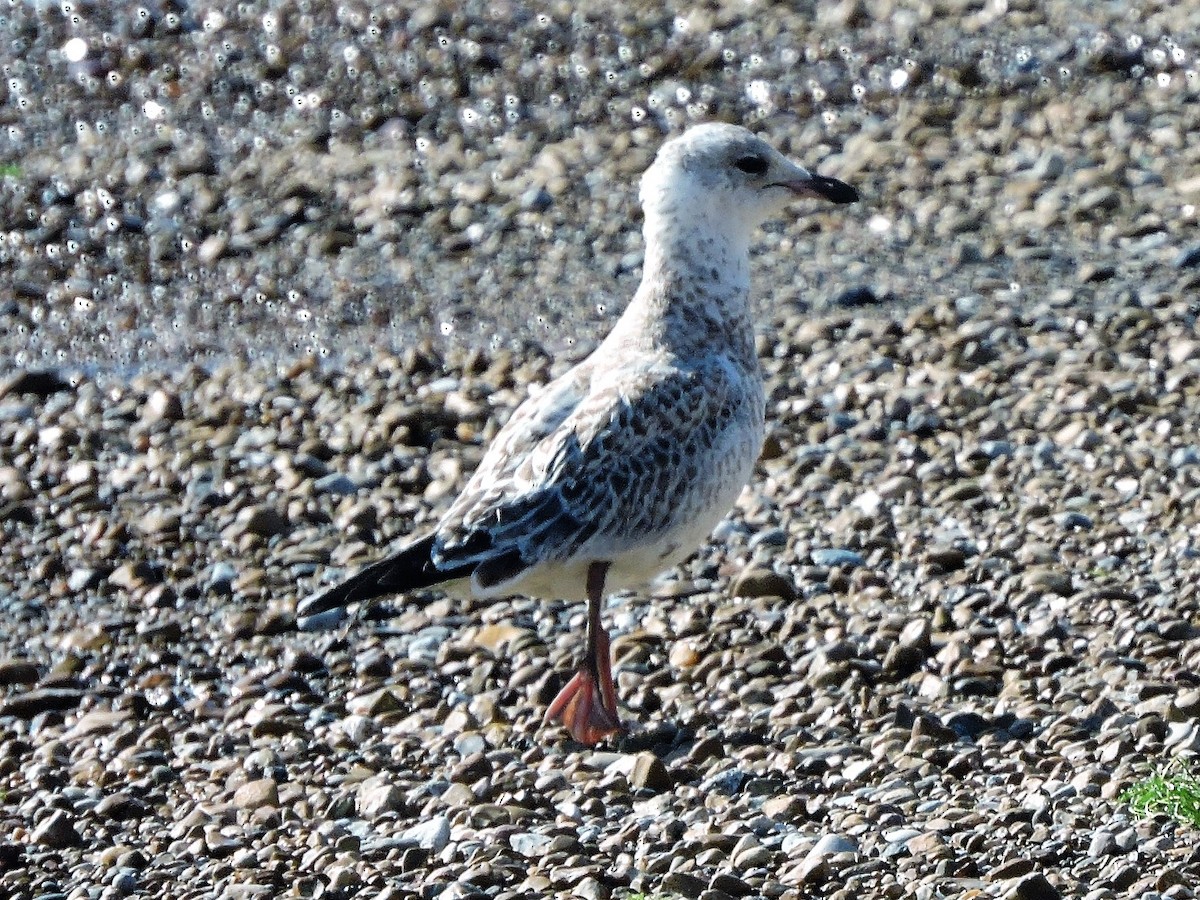 Ring-billed Gull - Michael Clay