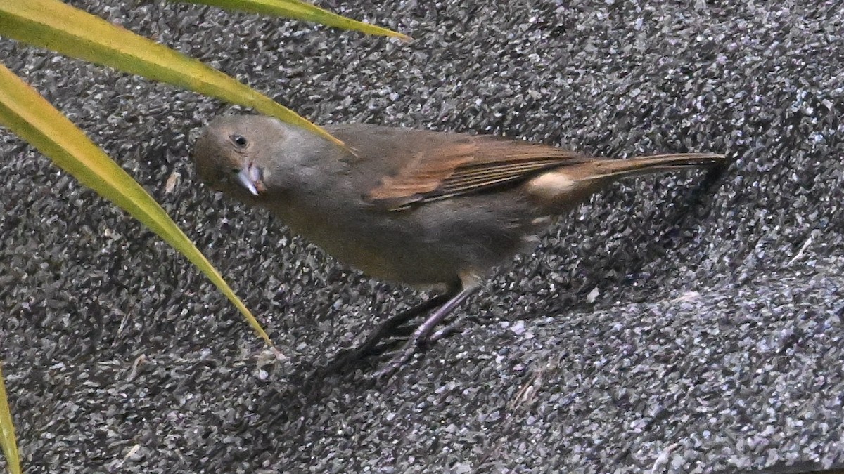 バルバドスアカウソ - ML649006653