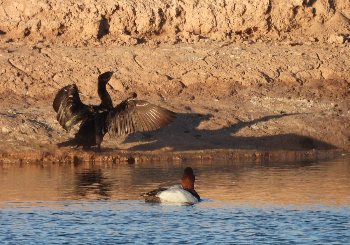 Büyük Elmabaş - ML649006750