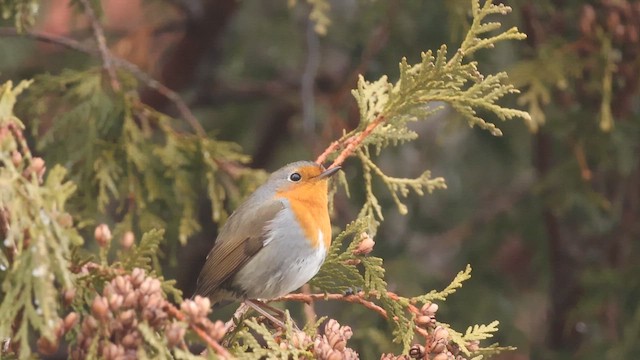 European Robin - ML649006760