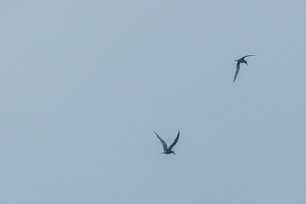 Antarctic Tern - ML649006999