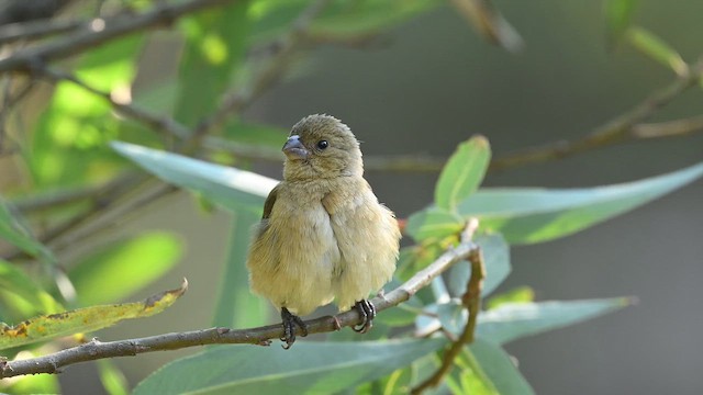 Halsbandspelzer - ML649007063