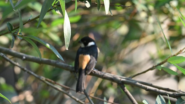 Halsbandspelzer - ML649007064