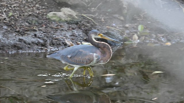 Dreifarbenreiher - ML649007069