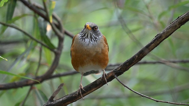 Rotmanteldrossel - ML649007102