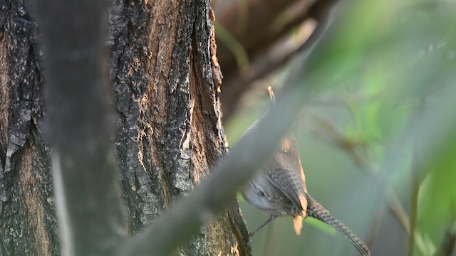 Buschzaunkönig - ML649007106