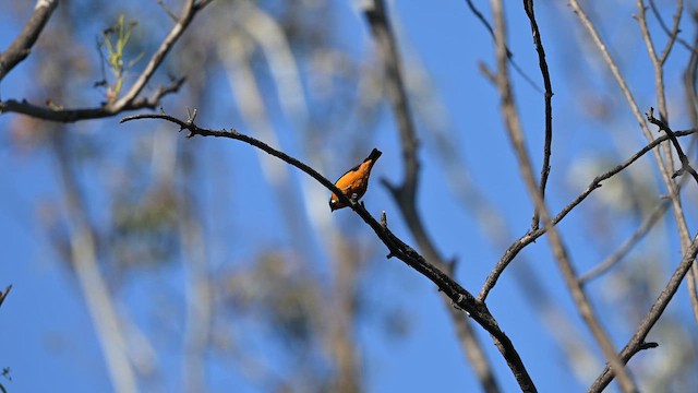Blaukappenorganist - ML649007402