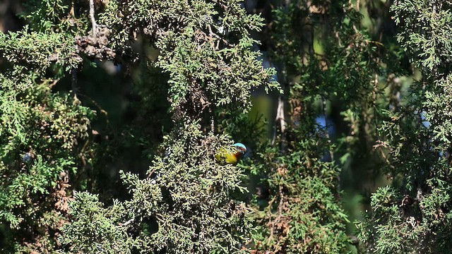 Blaukappenorganist - ML649007403