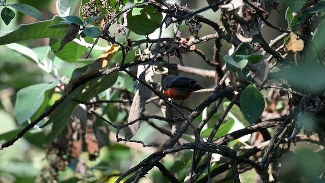 Larvenwaldsänger - ML649007405