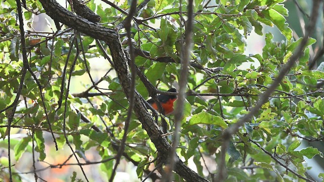 Larvenwaldsänger - ML649007406