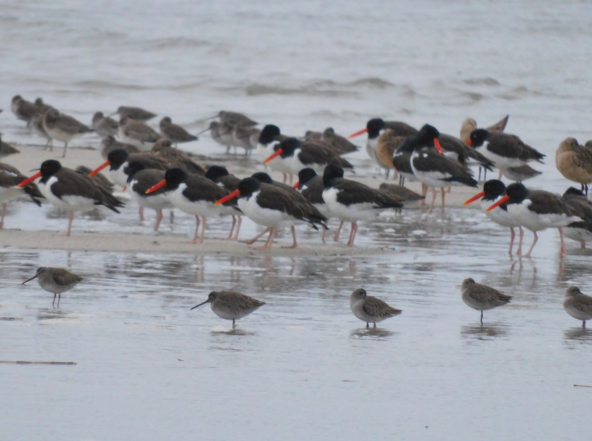 kortnebbekkasinsnipe - ML649007441