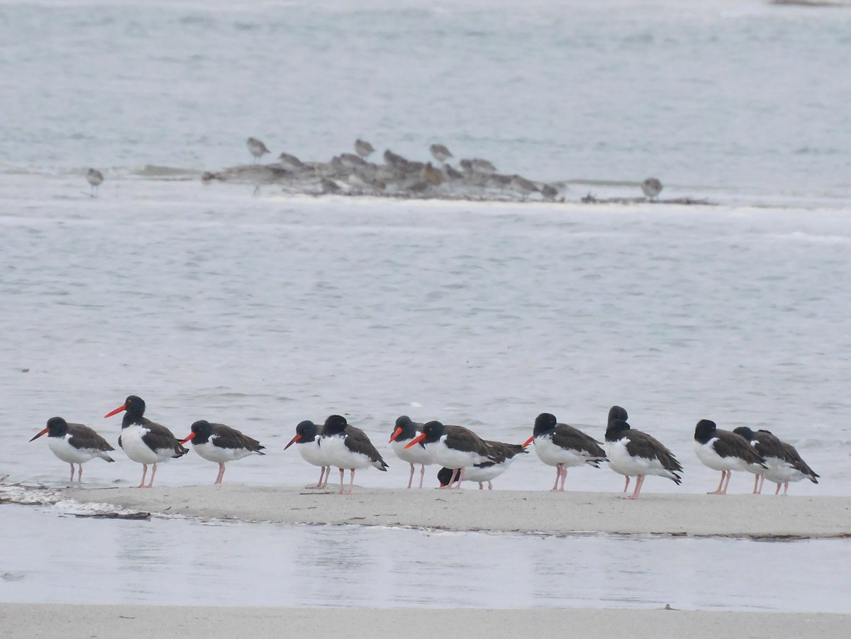 amerikatjeld - ML649007449