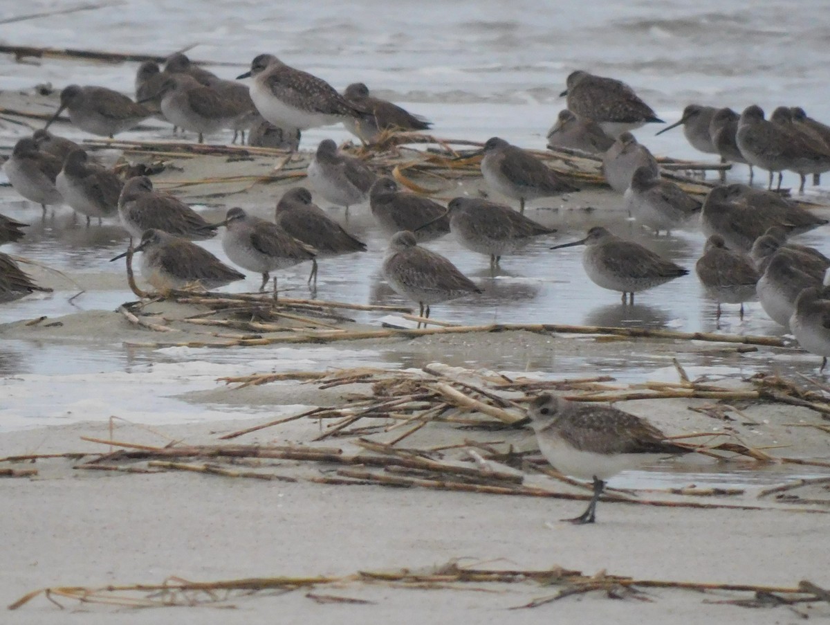 tundralo - ML649007520