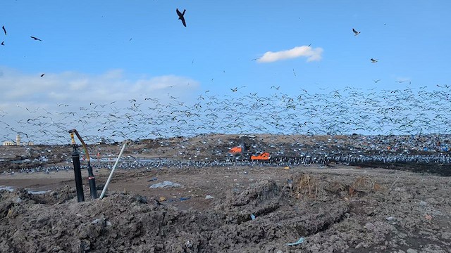 Aztekenmöwe - ML649007560