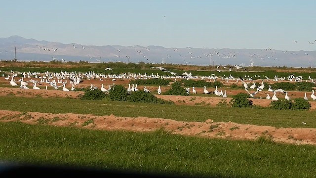 Schneegans - ML649007651