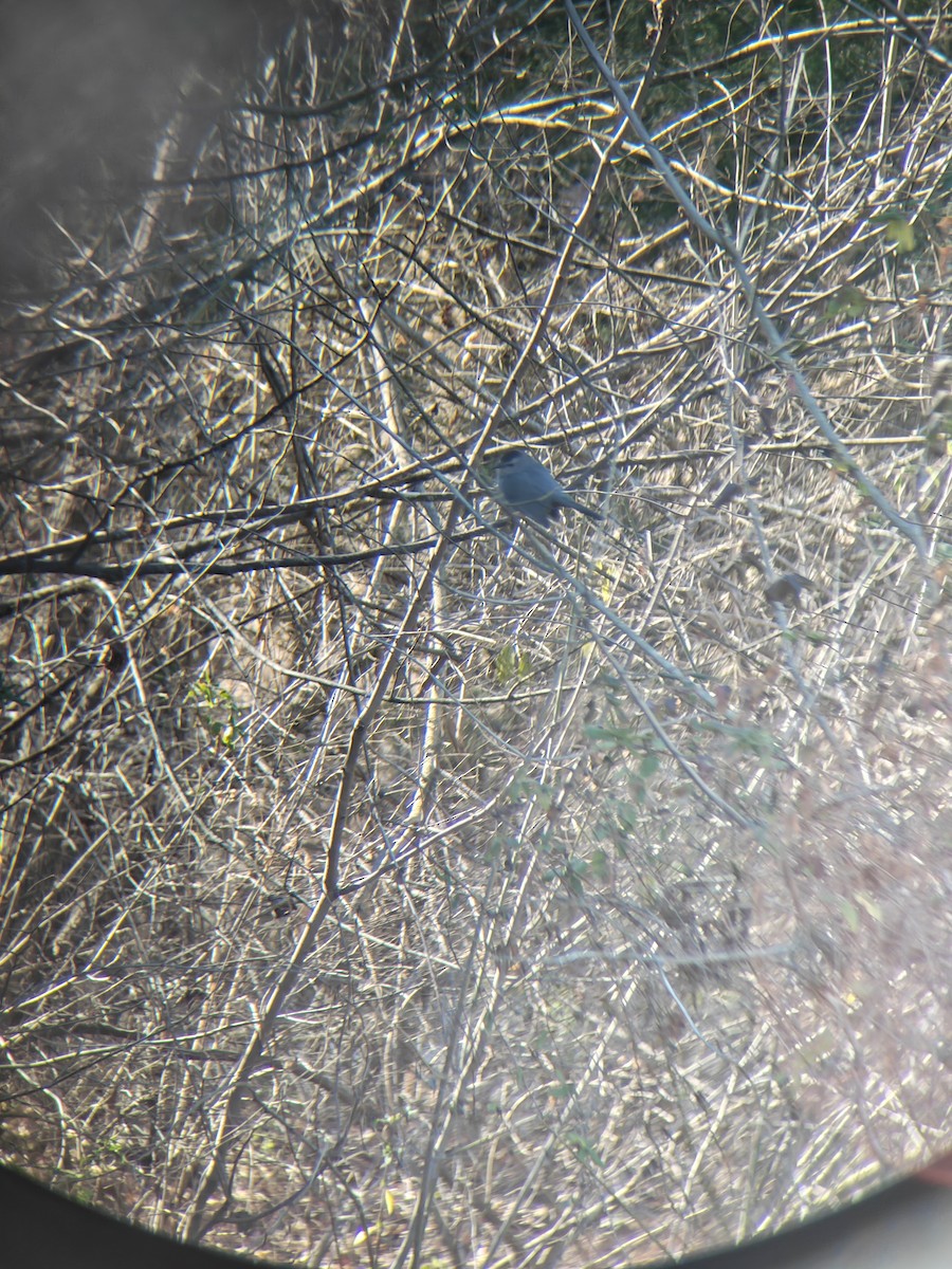 Gray Catbird - ML649007659