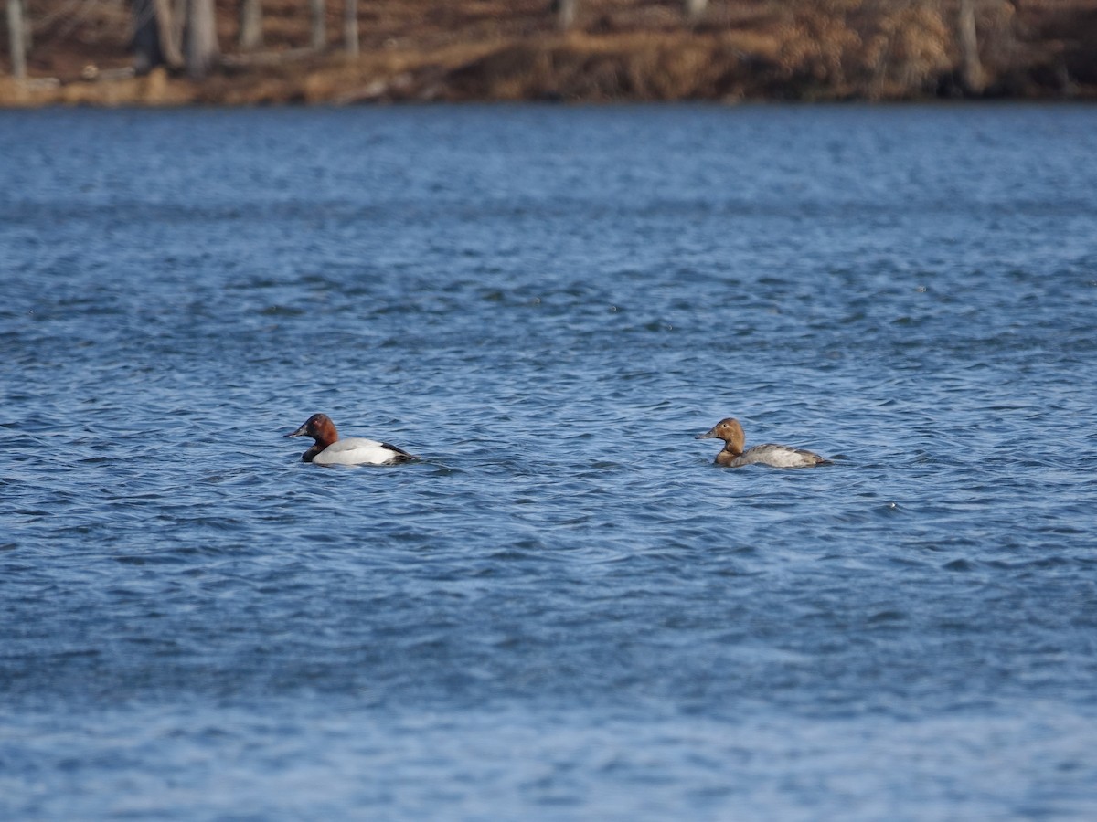 Попелюх довгодзьобий - ML649007786