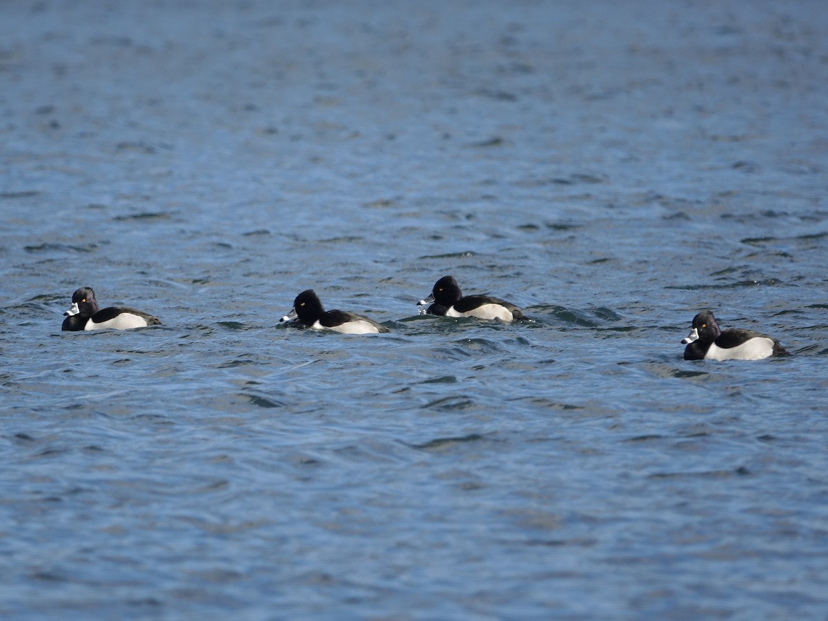 Чернь канадська - ML649007807