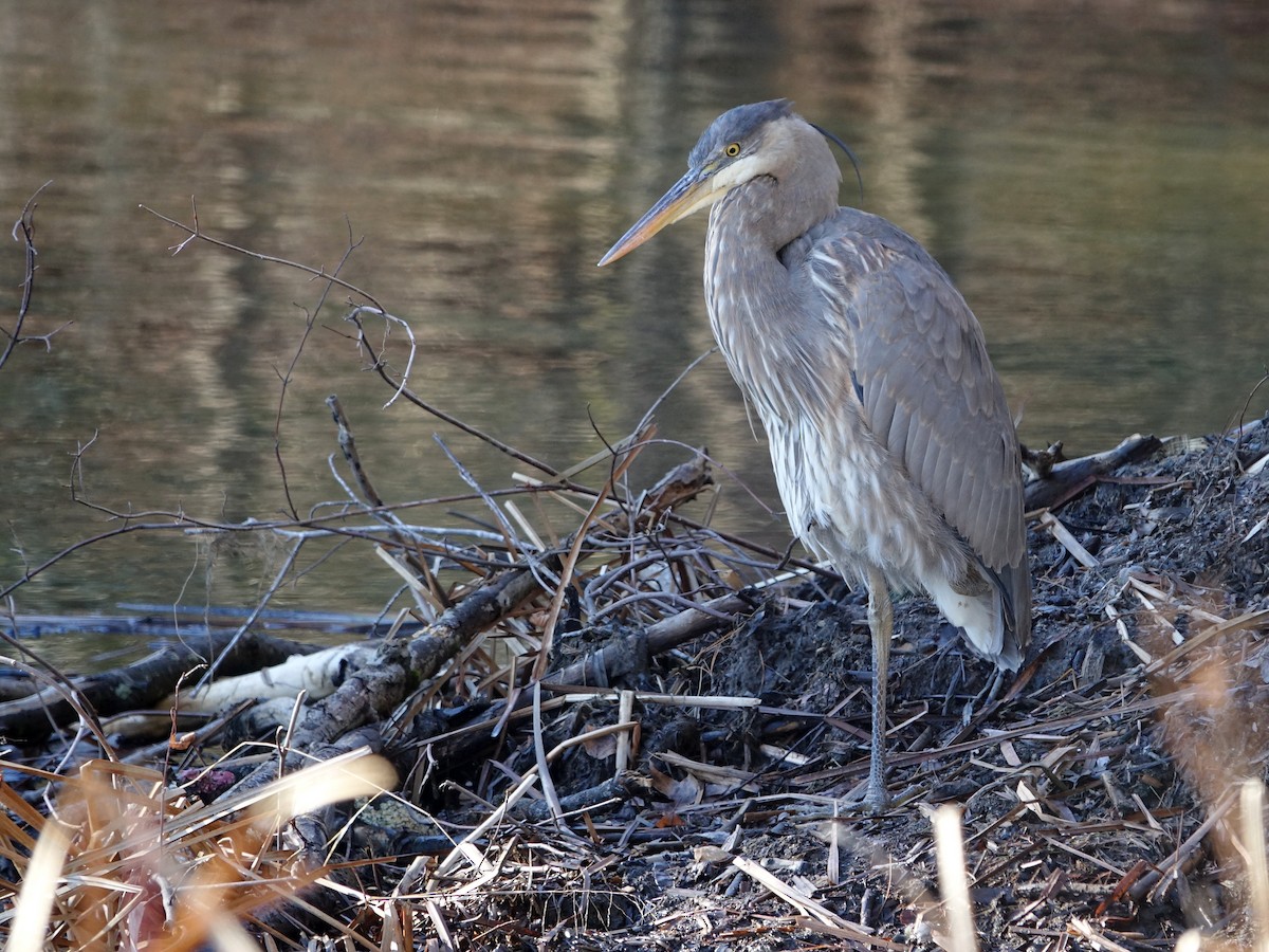 Чапля північна [група herodias] - ML649007811