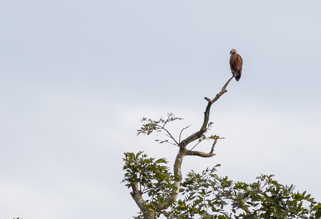 Black-collared Hawk - ML649007813