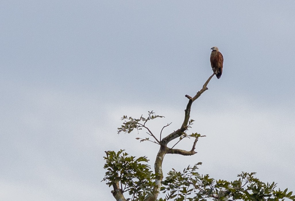 Black-collared Hawk - ML649007814