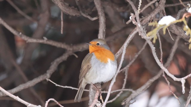 European Robin - ML649007824