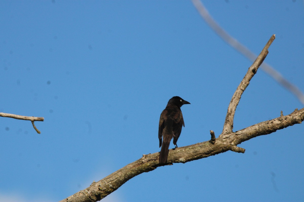 Common Grackle - ML649007898