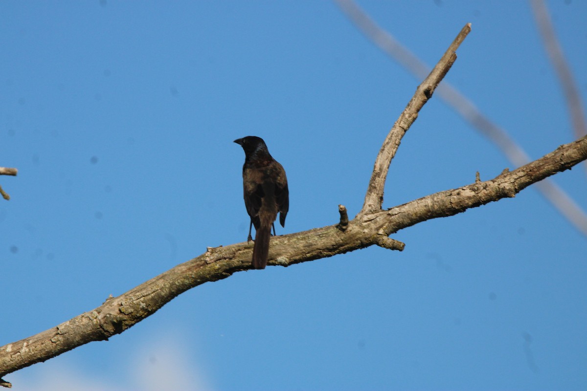 Common Grackle - ML649007899