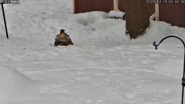 káně rudochvostá - ML649008267