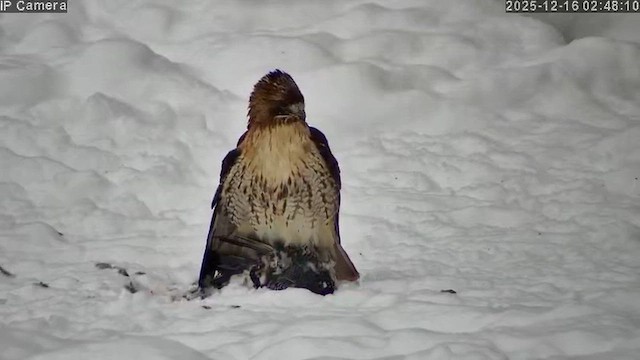 káně rudochvostá - ML649008268