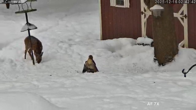 káně rudochvostá - ML649008269