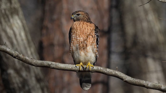 Rotschulterbussard - ML649008305