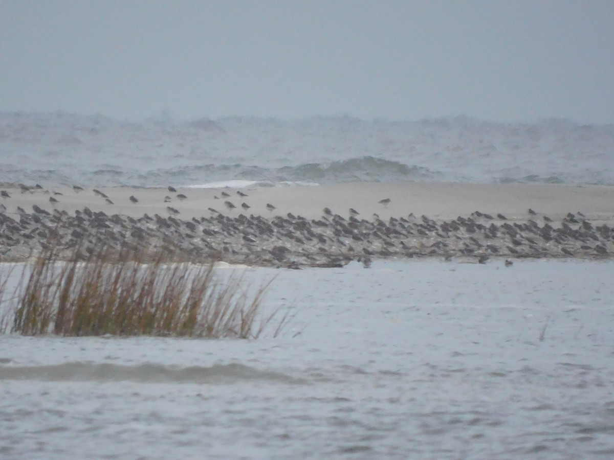ub. vader (Charadriiformes sp.) - ML649008506