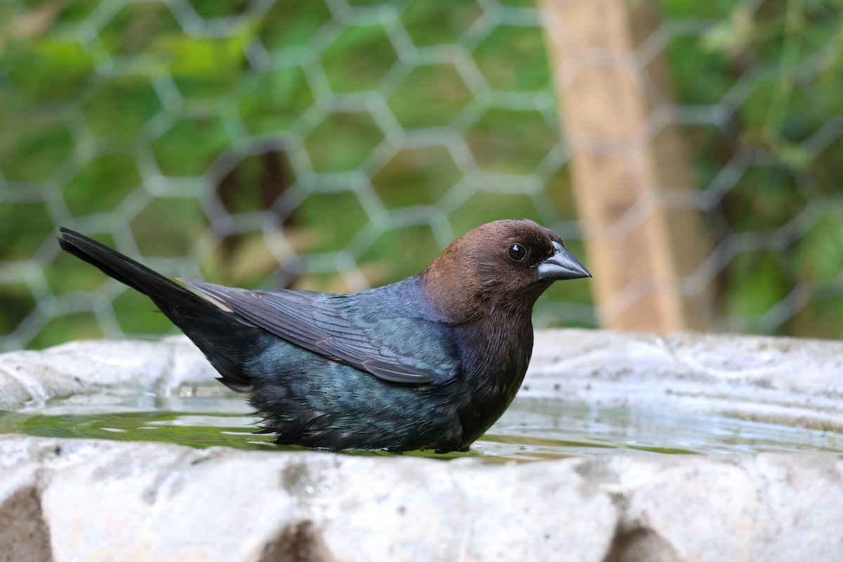 Коровий трупиал, буроголовый желтушник - ML649008685