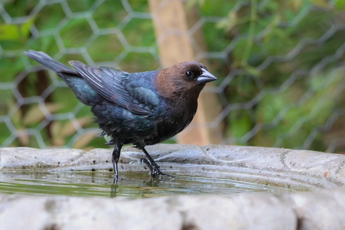 Коровий трупиал, буроголовый желтушник - ML649008686