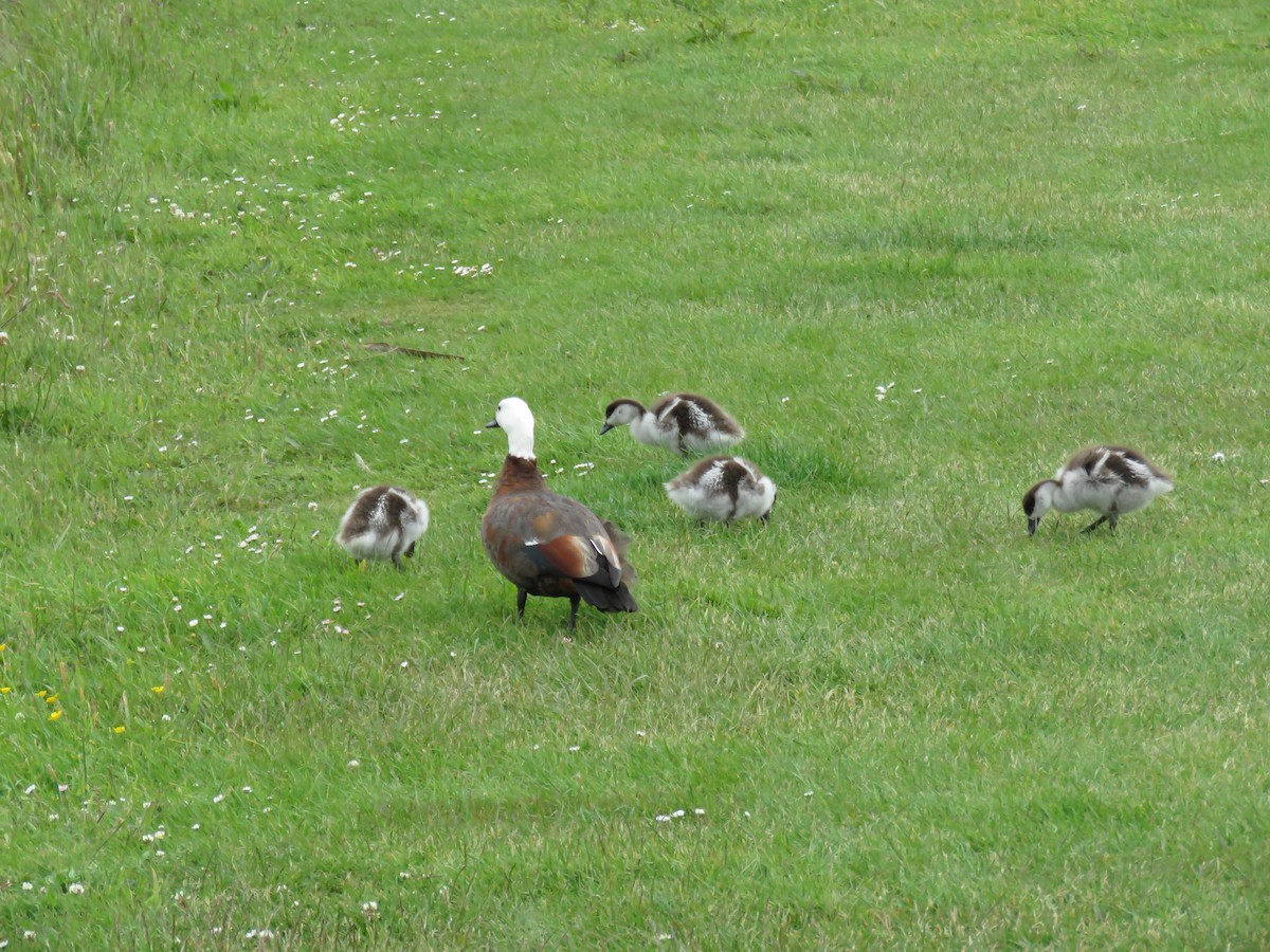 Paradise Shelduck - ML649008737