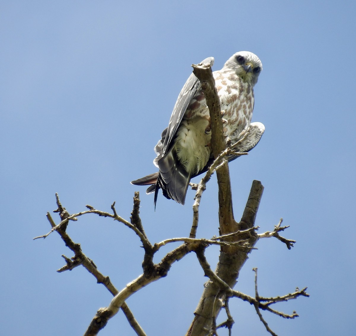 Mississippi Kite - ML649008759