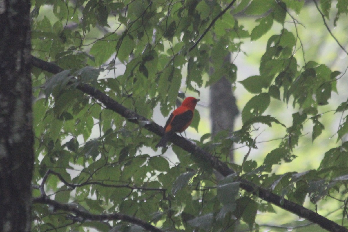 Scarlet Tanager - ML649009007