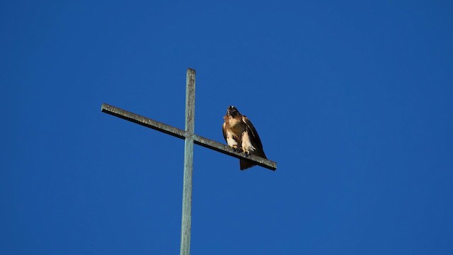 káně rudochvostá - ML649009050