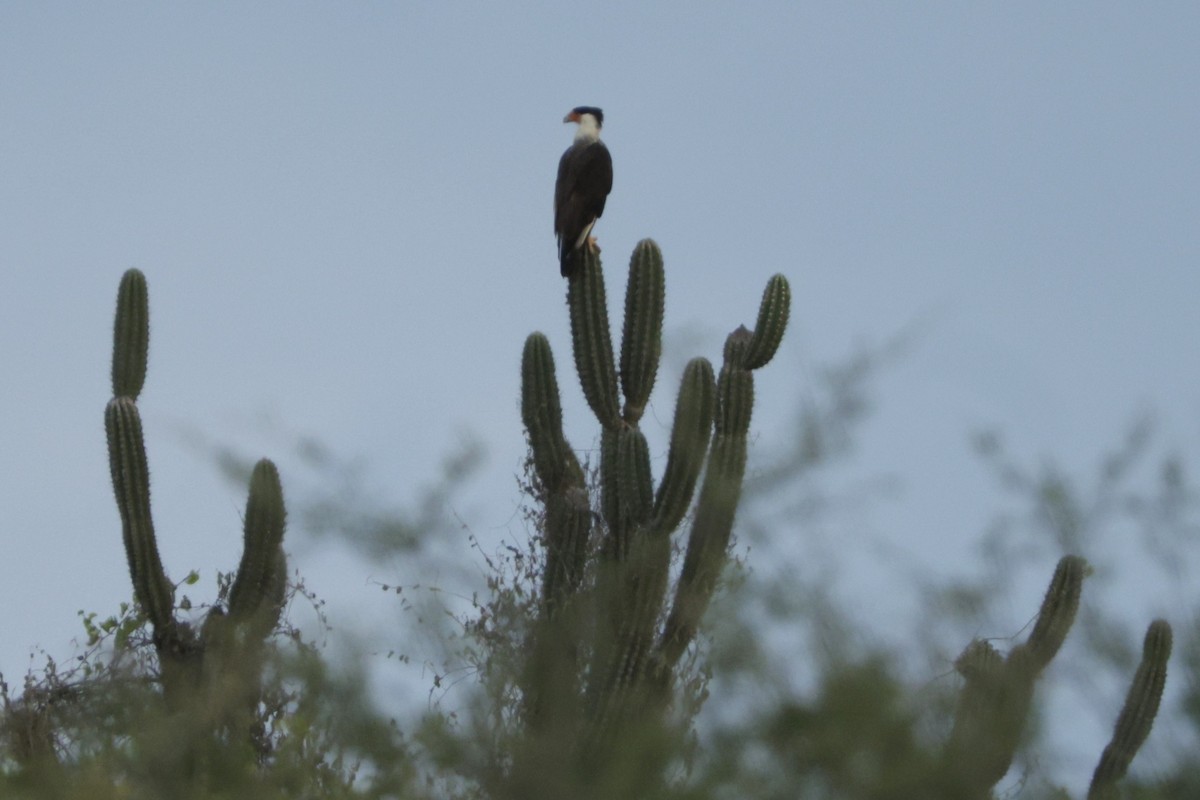 Crested Caracara - ML649009116