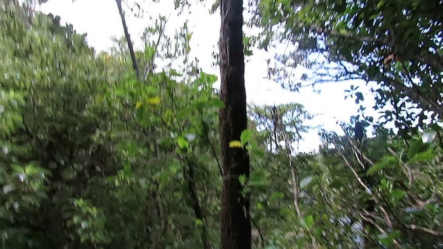 Götzenliest (vagans) - ML649009149