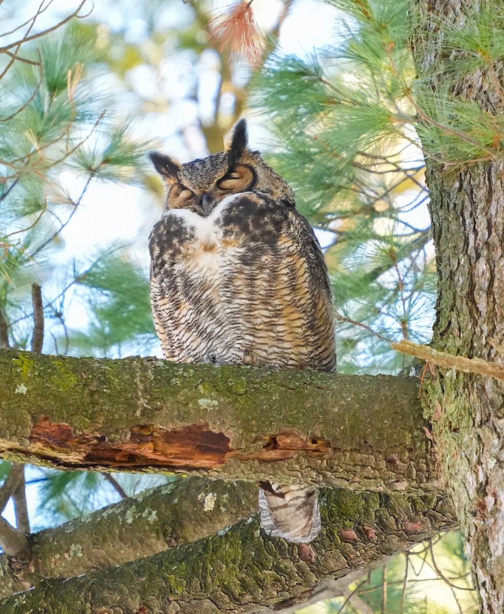 výr virginský - ML649009327