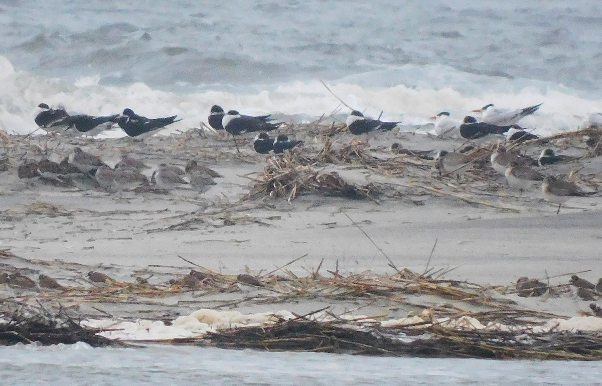 rovterne - ML649009367