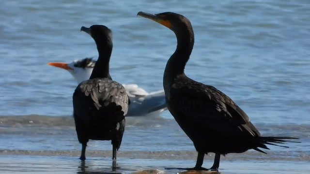 Cormoran à aigrettes - ML649009371