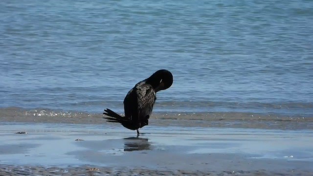 Cormoran à aigrettes - ML649009372